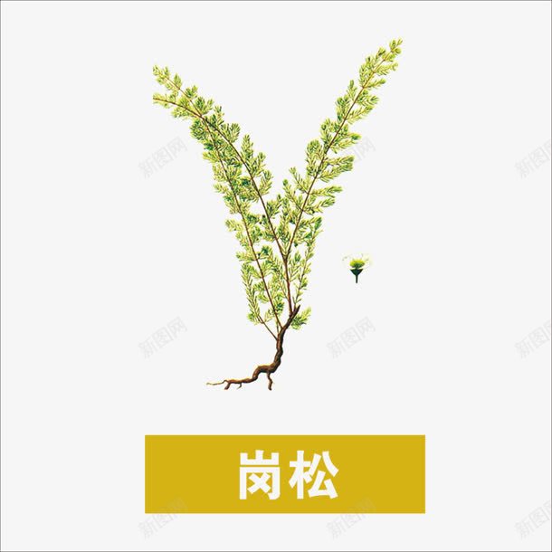 草药png免抠素材_88icon https://88icon.com 中药 岗松 本草纲目 药材