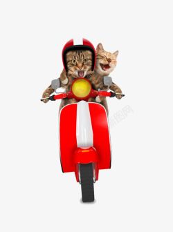 骑电动车的猫卡通素材