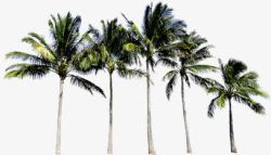 一排椰子树夏天素材