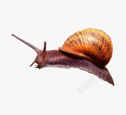 爬行的蜗牛素材
