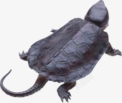 褐色龟壳的海龟素材