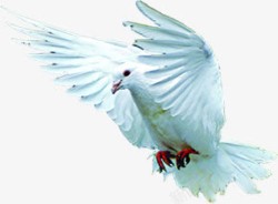 白色飞舞白鸽美景节日素材