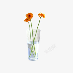 杯子里的花朵素材