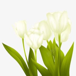 白色水仙花素材