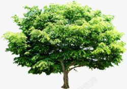 绿树景观植物树木素材