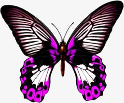 紫色唯美手绘蝴蝶素材