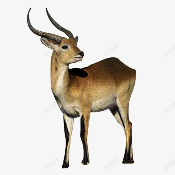 山羊羚羊长角羊png免抠素材_88icon https://88icon.com 动物 山羊 羚羊 长角羊