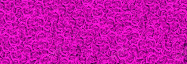 粉紫色玫瑰海报背景七夕情人节png免抠素材_88icon https://88icon.com 情人 海报 玫瑰 紫色 背景