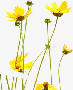 黄色花朵美景草地素材
