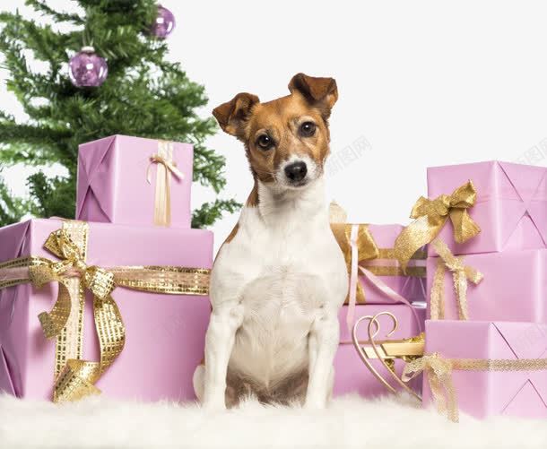 站在圣诞礼物前的狗狗png免抠素材_88icon https://88icon.com 圣诞树 圣诞狗狗 礼物 节日