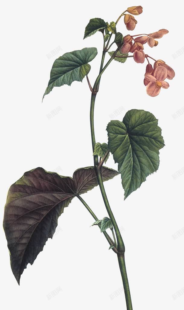 植物精绘彩色手绘植物绿叶植物png免抠素材_88icon https://88icon.com 彩色手绘植物 植物 精绘 绿叶植物