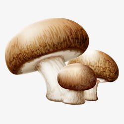蘑菇菌类素材