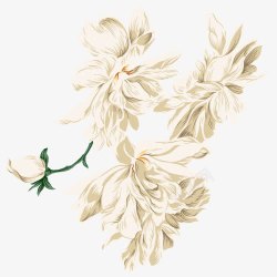 未开花花高清图片