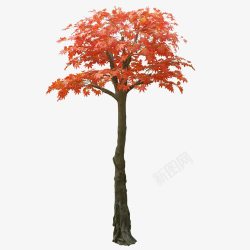 仿真枫树素材