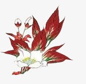 红叶白花绿色植物叶子手绘植物png免抠素材_88icon https://88icon.com 叶子 手绘 植物 白花 素材 红叶 绿色