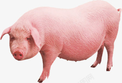 猪肉生猪元素高清图片