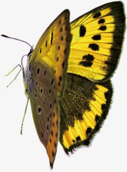 合成飞舞的黄色的蝴蝶效果素材