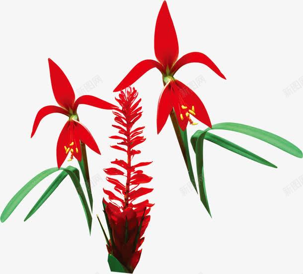 创意手绘红色的植物花卉草本png免抠素材_88icon https://88icon.com 创意 植物 红色 花卉 草本