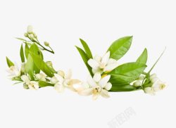 绿色植物白色花朵素材