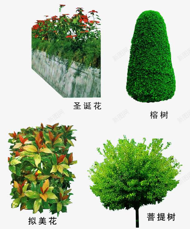 菩提树绿植png免抠素材_88icon https://88icon.com 园林素材 圣诞花 榕树 绿植 菩提树