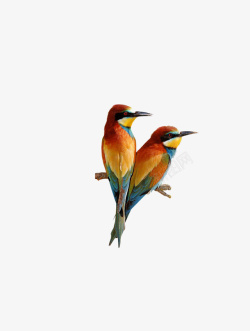 手绘两只彩色鸟素材