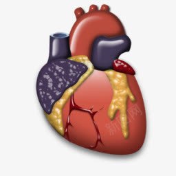 关注心脏cardiology图标图标