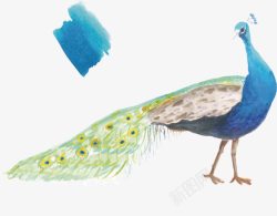 手绘水彩孔雀和孔雀蓝矢量图素材