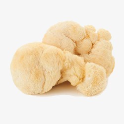 菌菇猴头菇素材