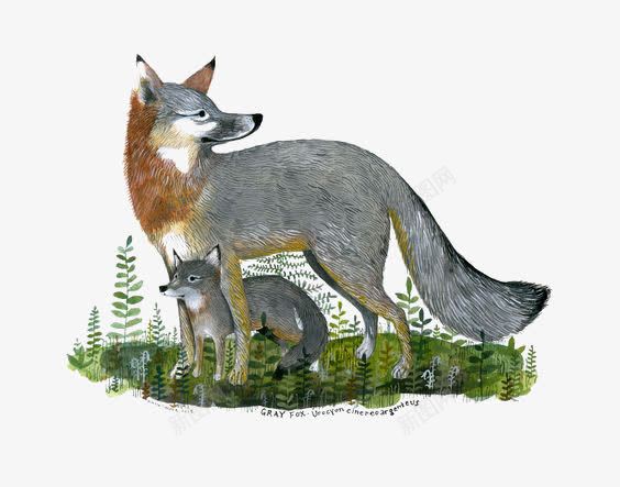 手绘狼png免抠素材_88icon https://88icon.com 亲子 动物 卡通 手绘 插画 植物 狼