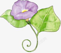 紫色牵牛花植物卡通素材