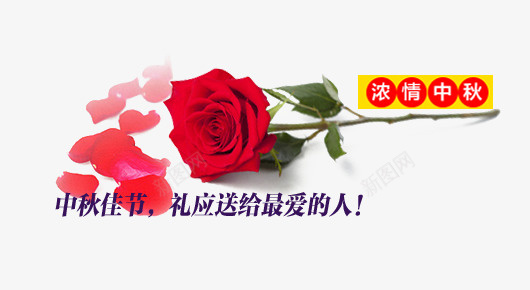 中秋节玫瑰花psd免抠素材_88icon https://88icon.com 中秋节玫瑰花 浓情中秋 玫瑰花花瓣