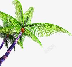 紫色树干椰子树素材
