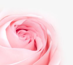 粉色卡通唯美甜美花朵玫瑰素材
