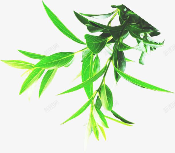 绿色春天植物树叶清新装饰png免抠素材_88icon https://88icon.com 春天 树叶 植物 清新 绿色 装饰