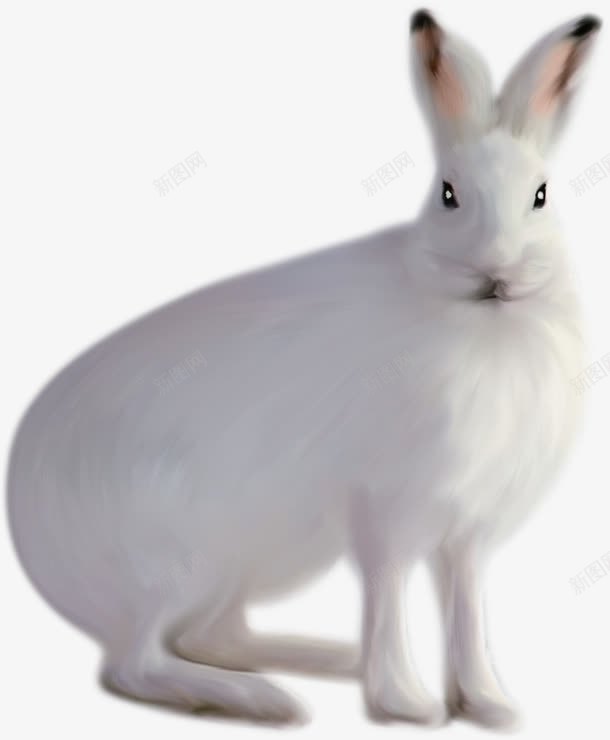 可爱的小白兔元素png免抠素材_88icon https://88icon.com 小白兔元素