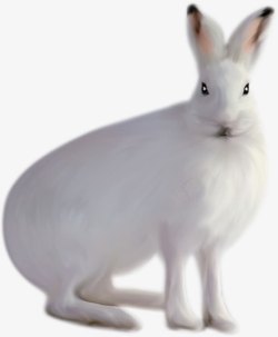 可爱的小白兔元素素材