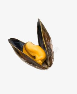 一颗小扇贝素材