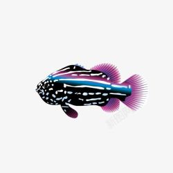 淡紫色花纹鱼素材