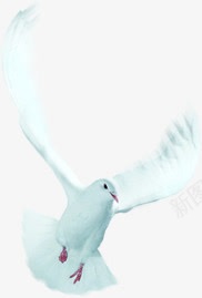 美丽白色鸽子创意png免抠素材_88icon https://88icon.com 创意 白色 美丽 鸽子