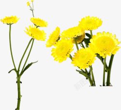 黄色春天郊外花朵美景素材