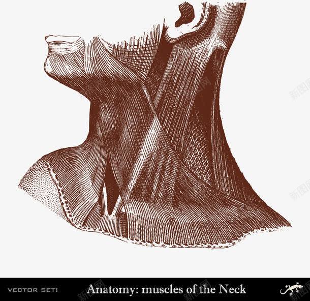 装饰医学人体研究脖子肌肉png免抠素材_88icon https://88icon.com 人体研究 医学 脖子 装饰