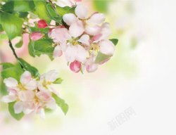 粉色花朵美景树叶素材