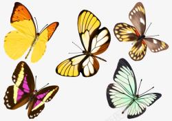 彩色蝴蝶废物手绘海报背景素材