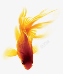 黄红色金鱼中国风装饰素材