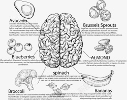 手绘营养大脑食物分类标签矢量图素材