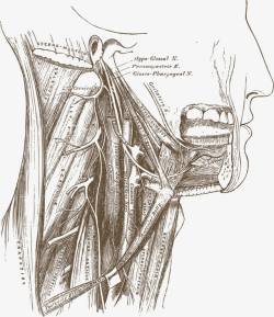 人体脖子器官肌肉侧视图素材