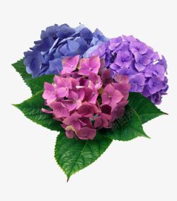 粉色紫色蓝色花朵素材