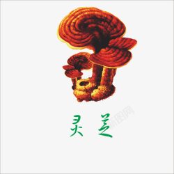 灵芝素材