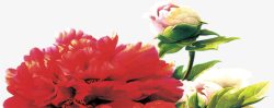 教师节水彩红色的海棠花元素素材