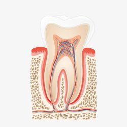 牙齿剖面图素材